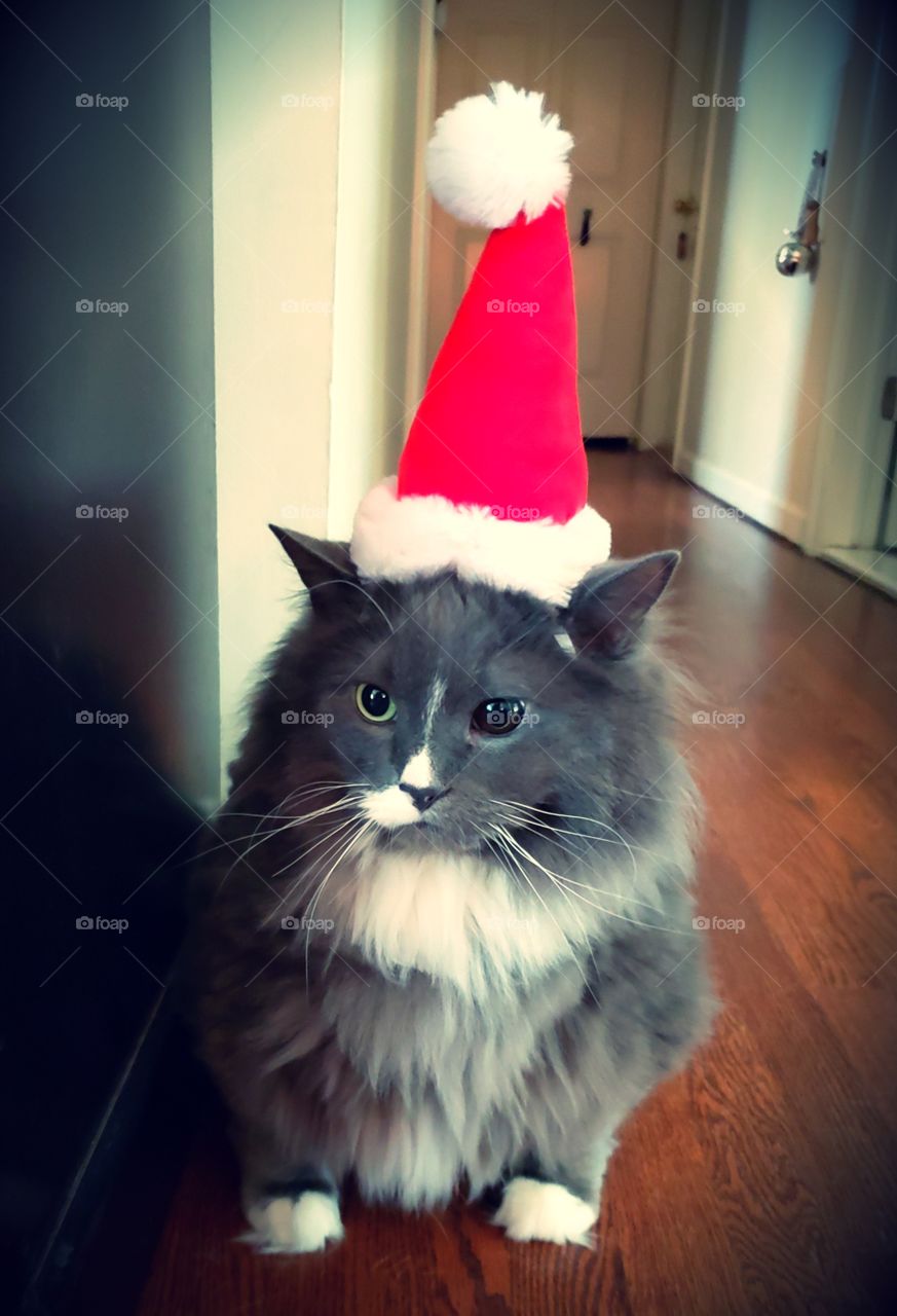 Cat playing Santa Claus during the holidays.