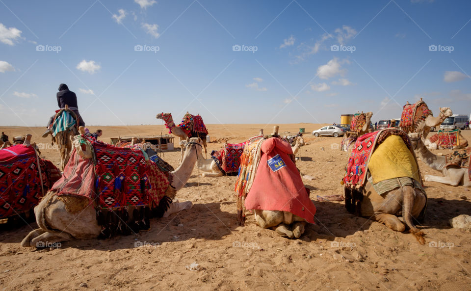 Camel riding experience