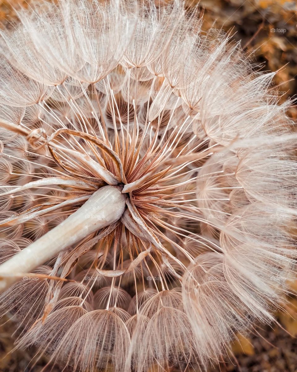 Dandelion macro