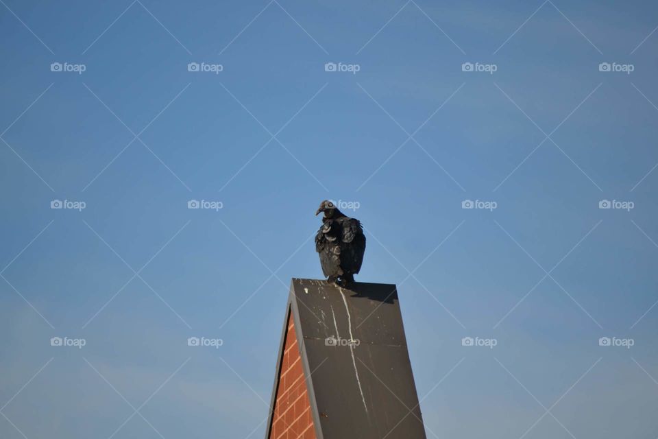 Vulture standing on building