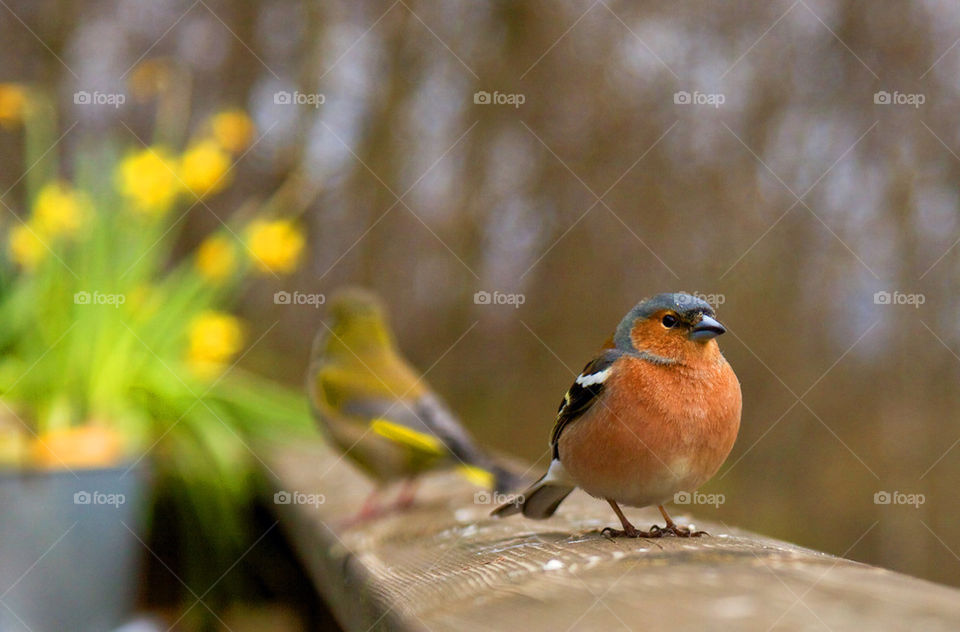 Close-up of finch bird