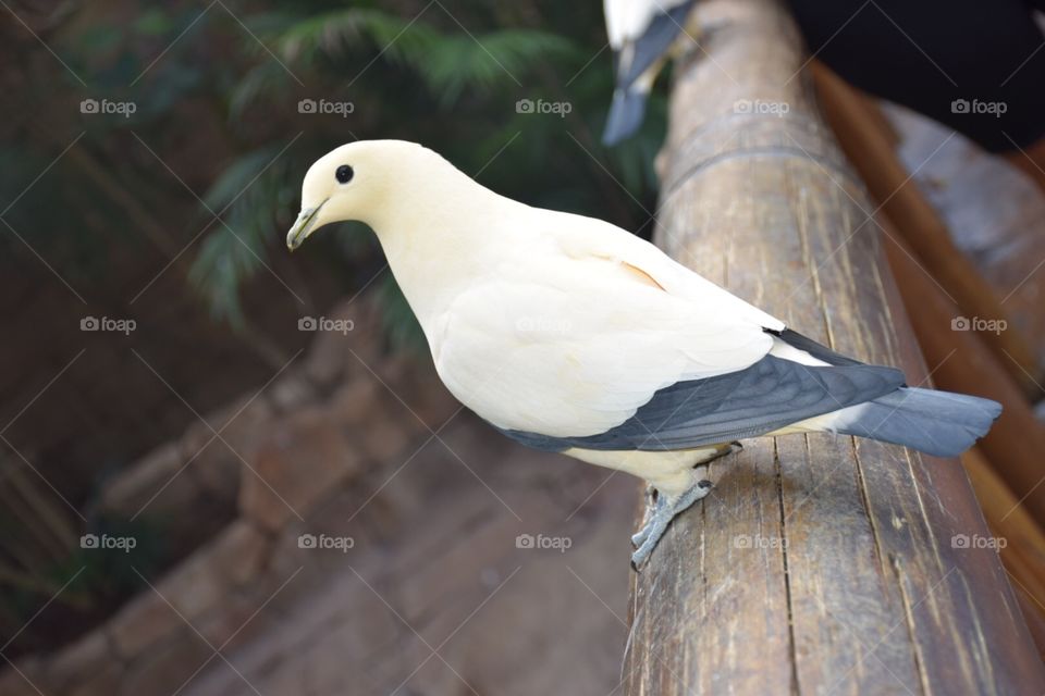 Beautiful bird