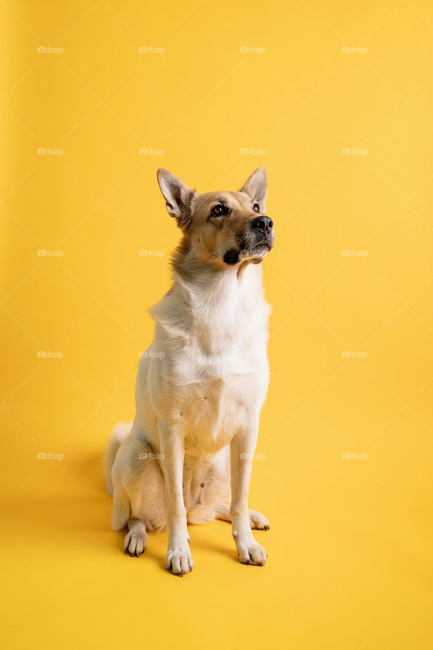 cute dog on yellow background