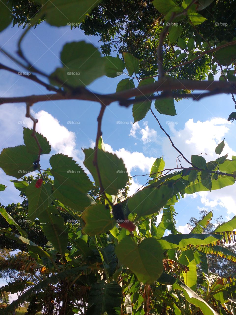 Leaf, Tree, Fruit, Nature, Branch