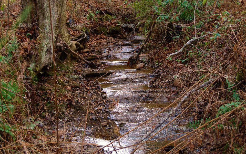 Creek in the country