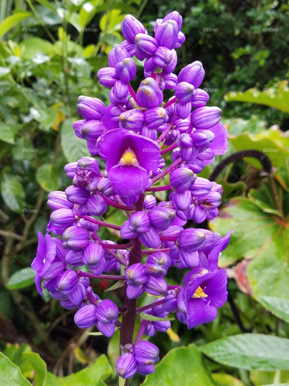 Hawaii flowers