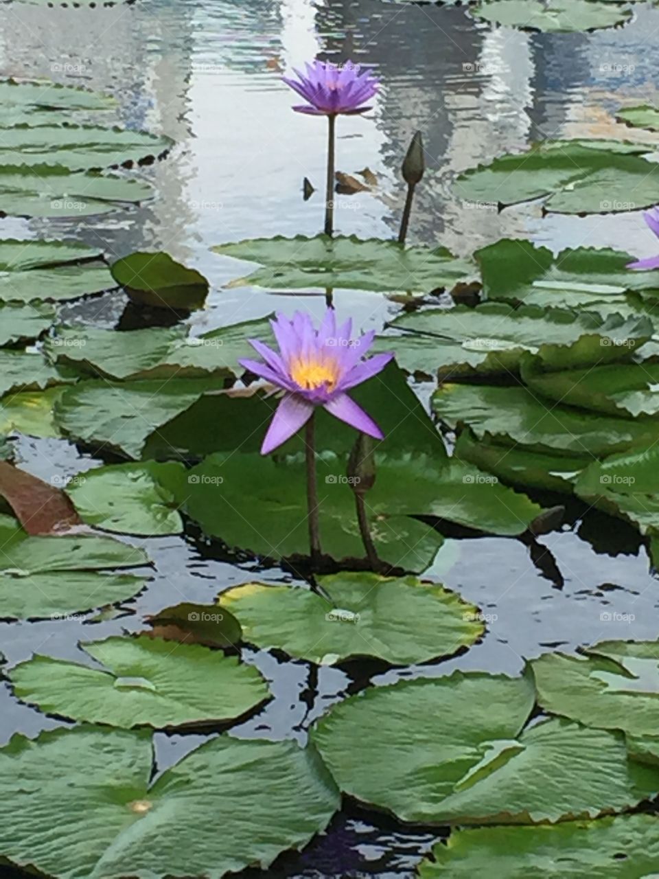 Chinese water lily