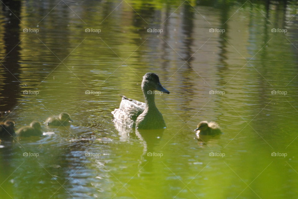 mallards