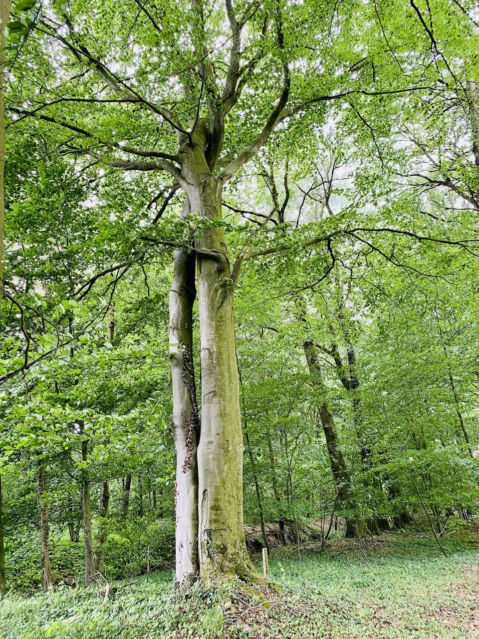 Baumliebe/ tree love