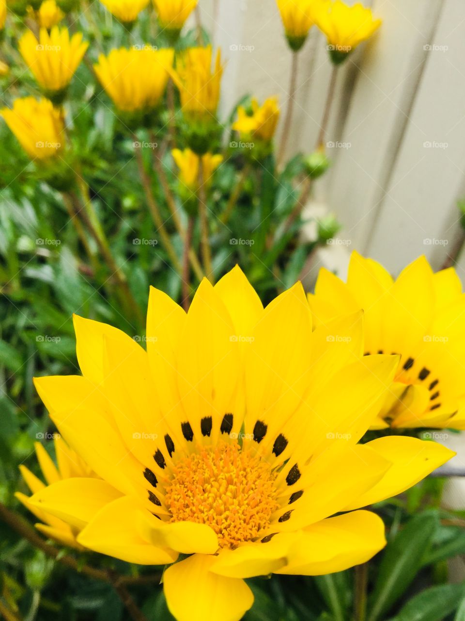 This is a photo of a bright yellow flower with black spots around the middle. The flowers are next to a wooden fence.