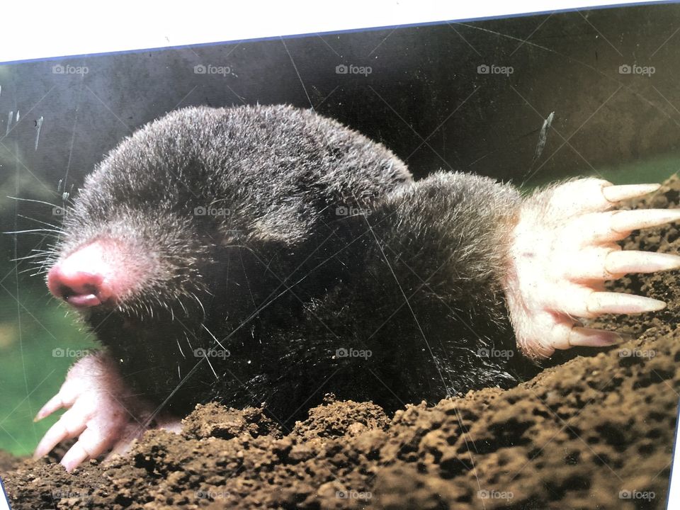 Photograph of the gardeners favorite pest the “mole” but apparently although they create havoc just below the surface, they do good work in deep ground getting rid of unwanted-insects.
