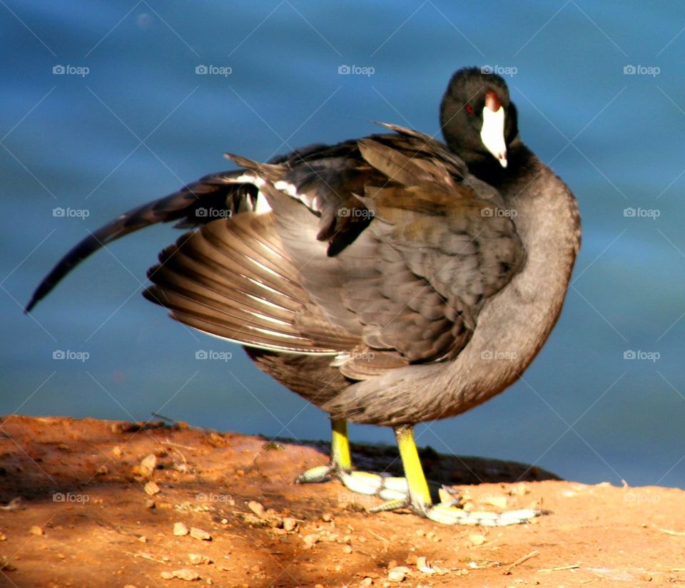 Coot Along the Lakeshore