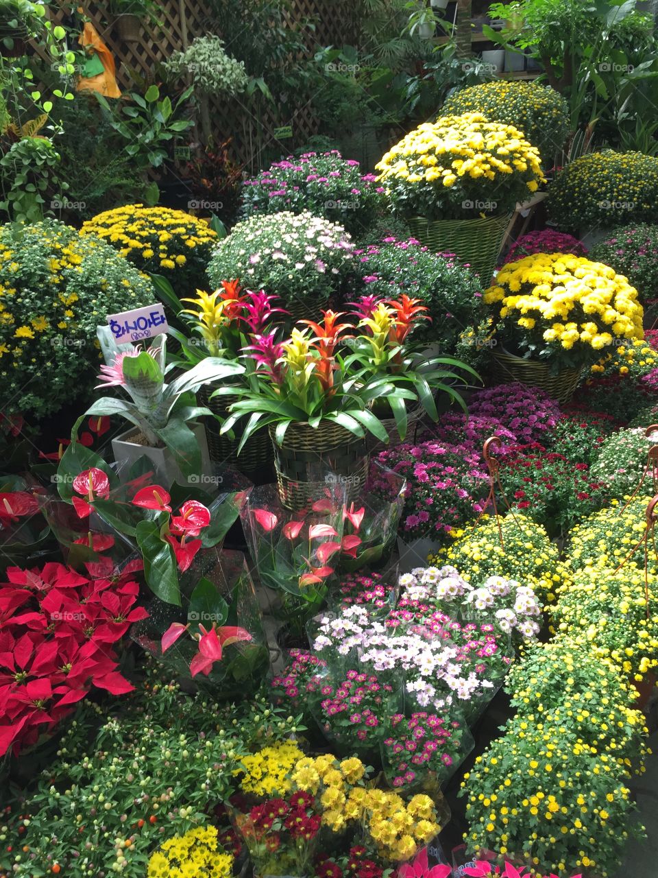 Multi colored flowers in market