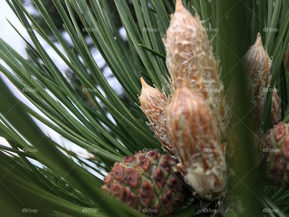 Close-up of a pine cone plant