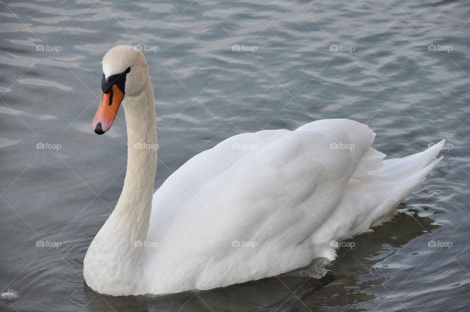Swan