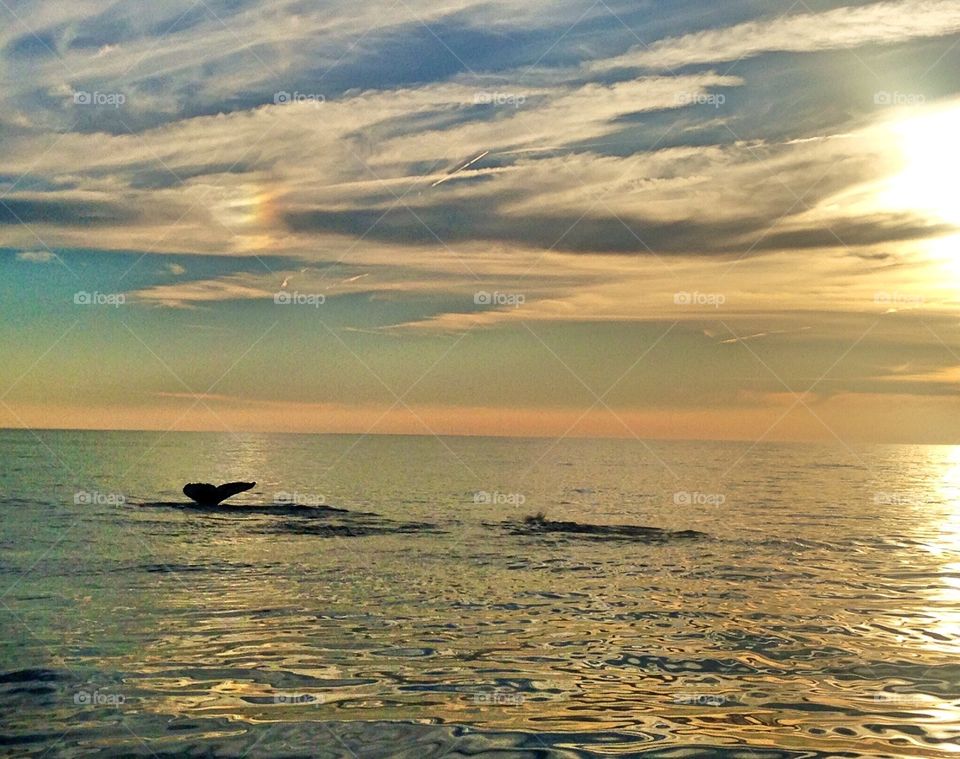 Golden hour at the cape. Whale watching in cape cod, Massachusetts 