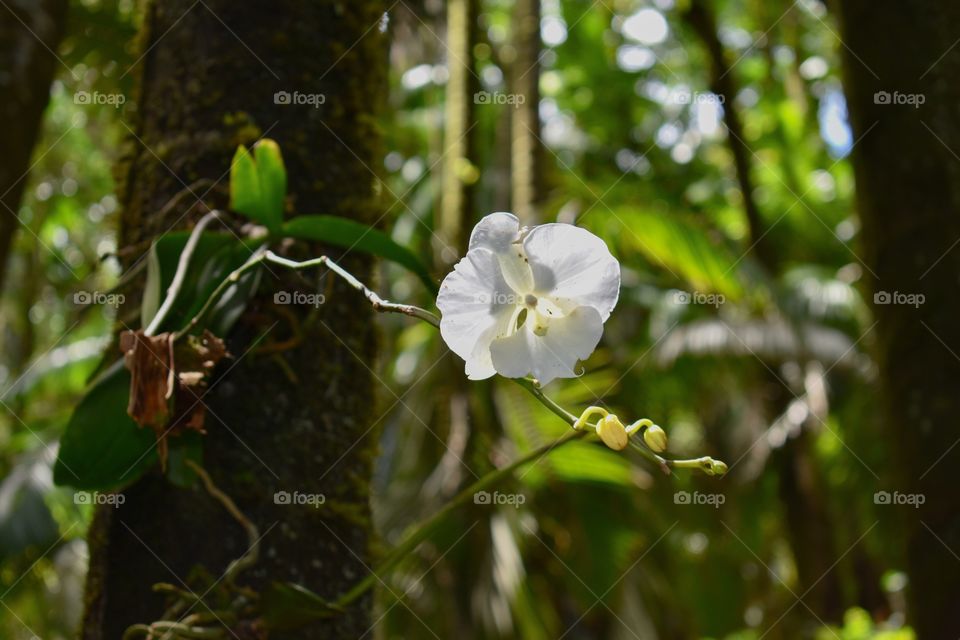 A white orchid hanging amongst the trees in the jungle