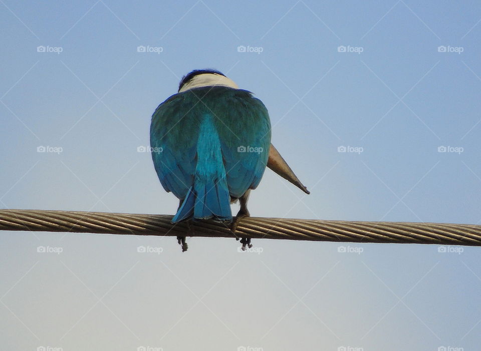 Back side of blue feather kingfisher. As a partly of tailed feather on the blue light colour, there's dusk blue with spreading of green to feel metalic at the pair of the wings.