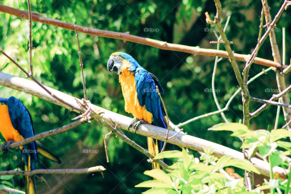 Close-up of parrot perching on tree