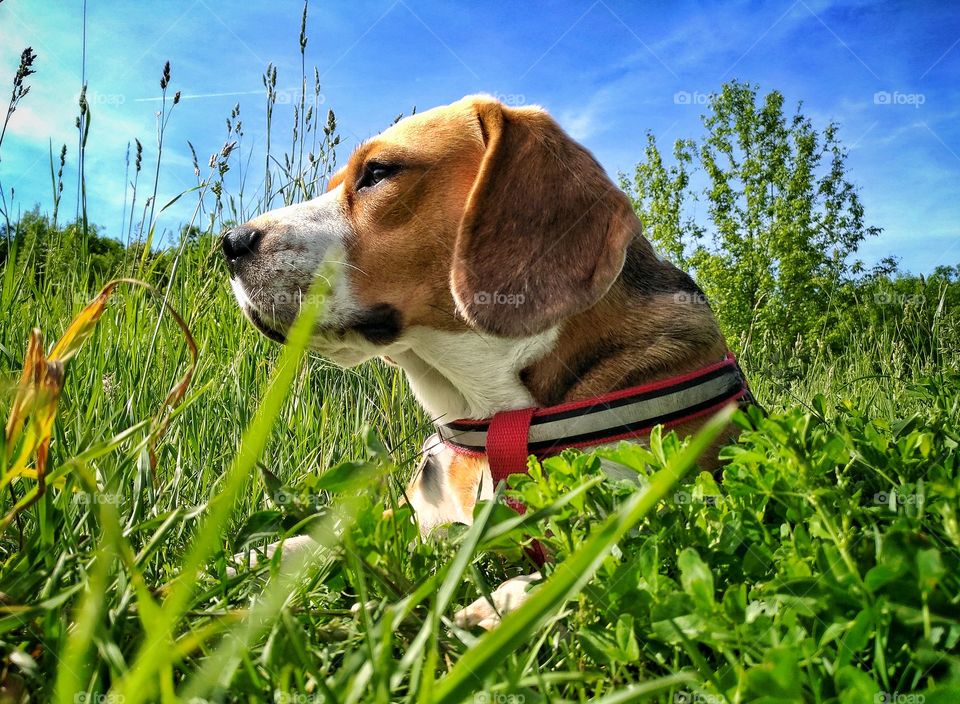 Summer Beagle