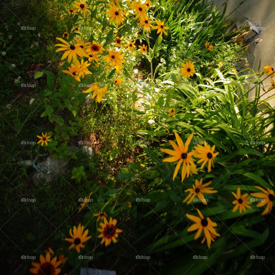 Golden Hour Mission . Darkness starting and last of the day's sunlight shining on my black eyed susans and some wild flowers in my backyard.
