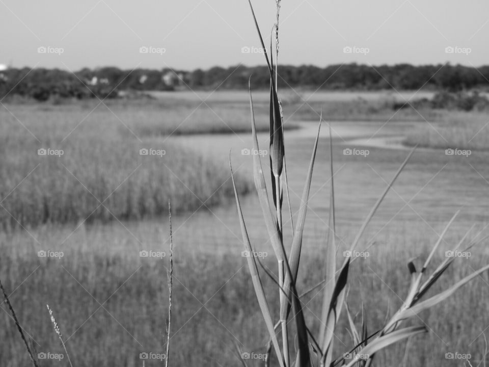 Marsh cattail