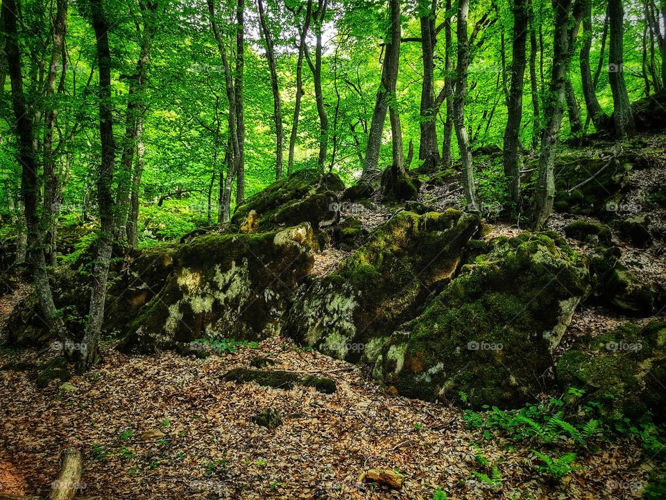 Forest day outdoor nature greens wild forest greens