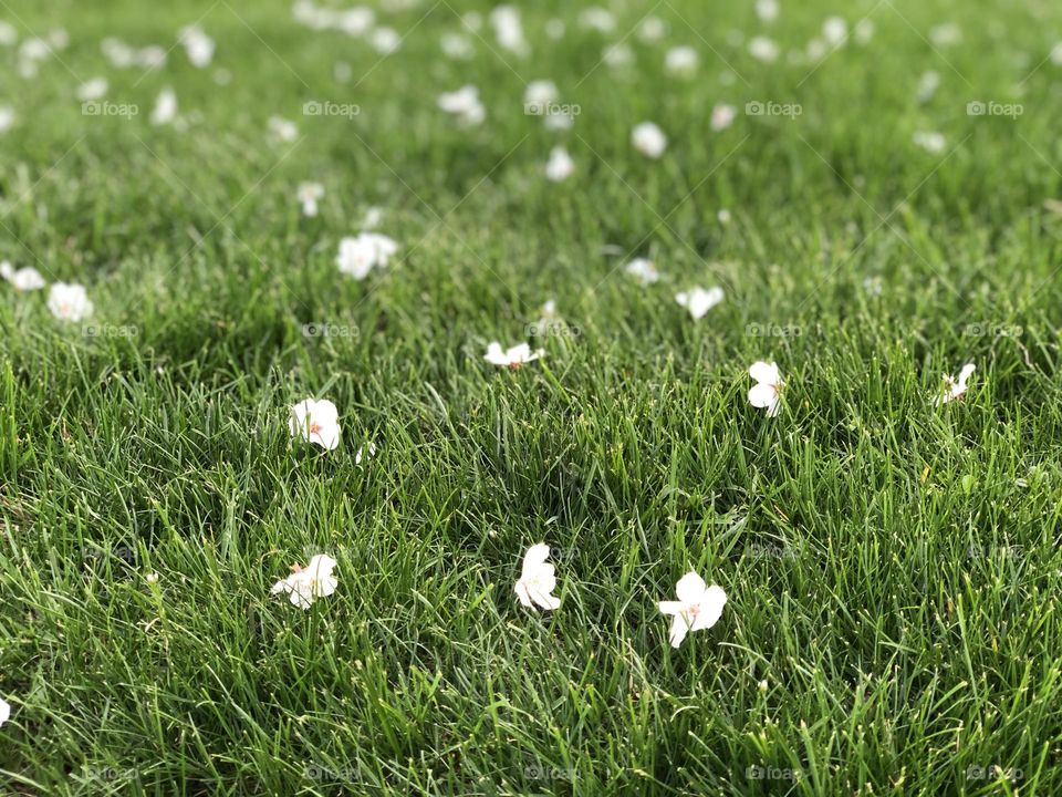 Flowers in lush green grass.