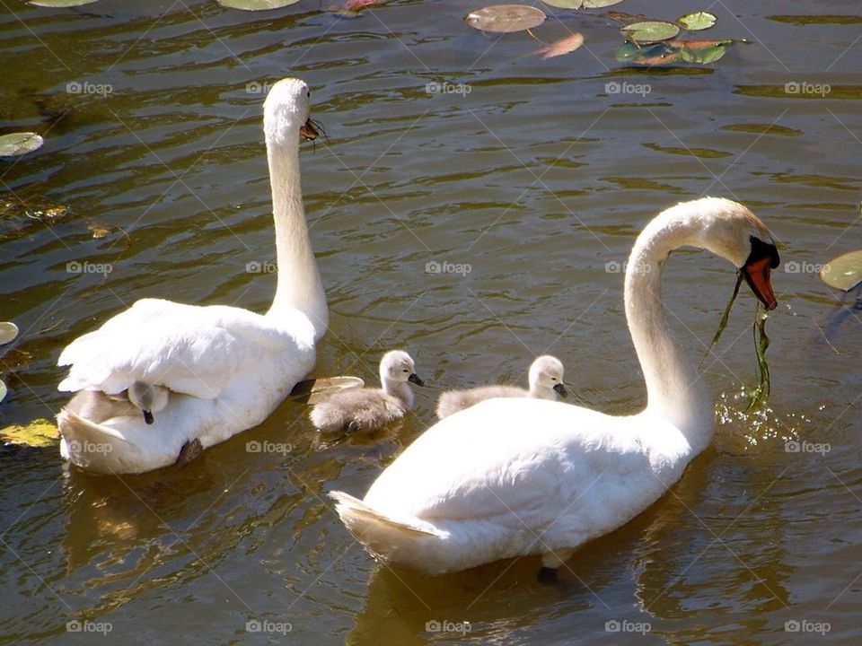 Swans with their babies, one riding on moms back. 