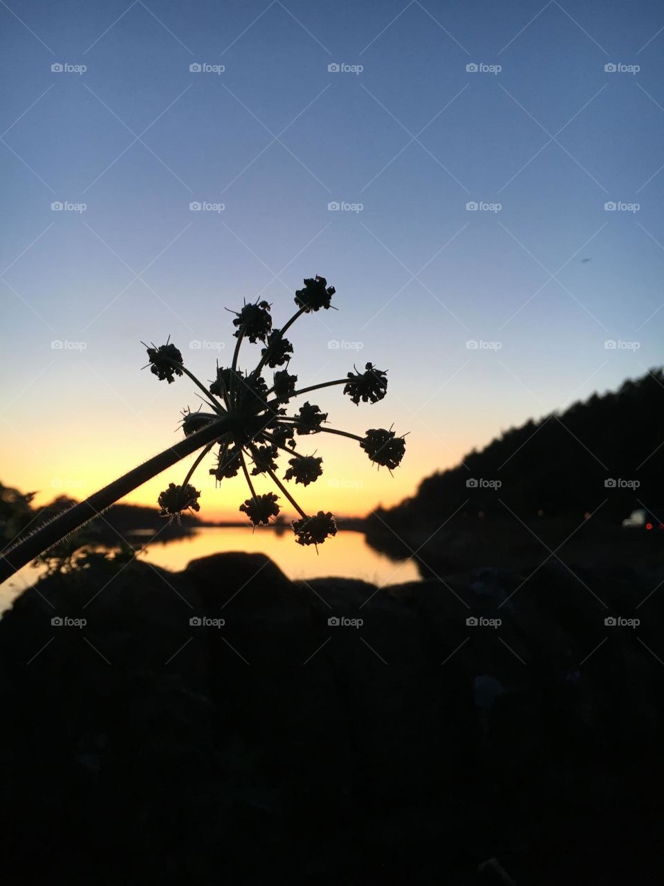 Sunset and seed head lakeside