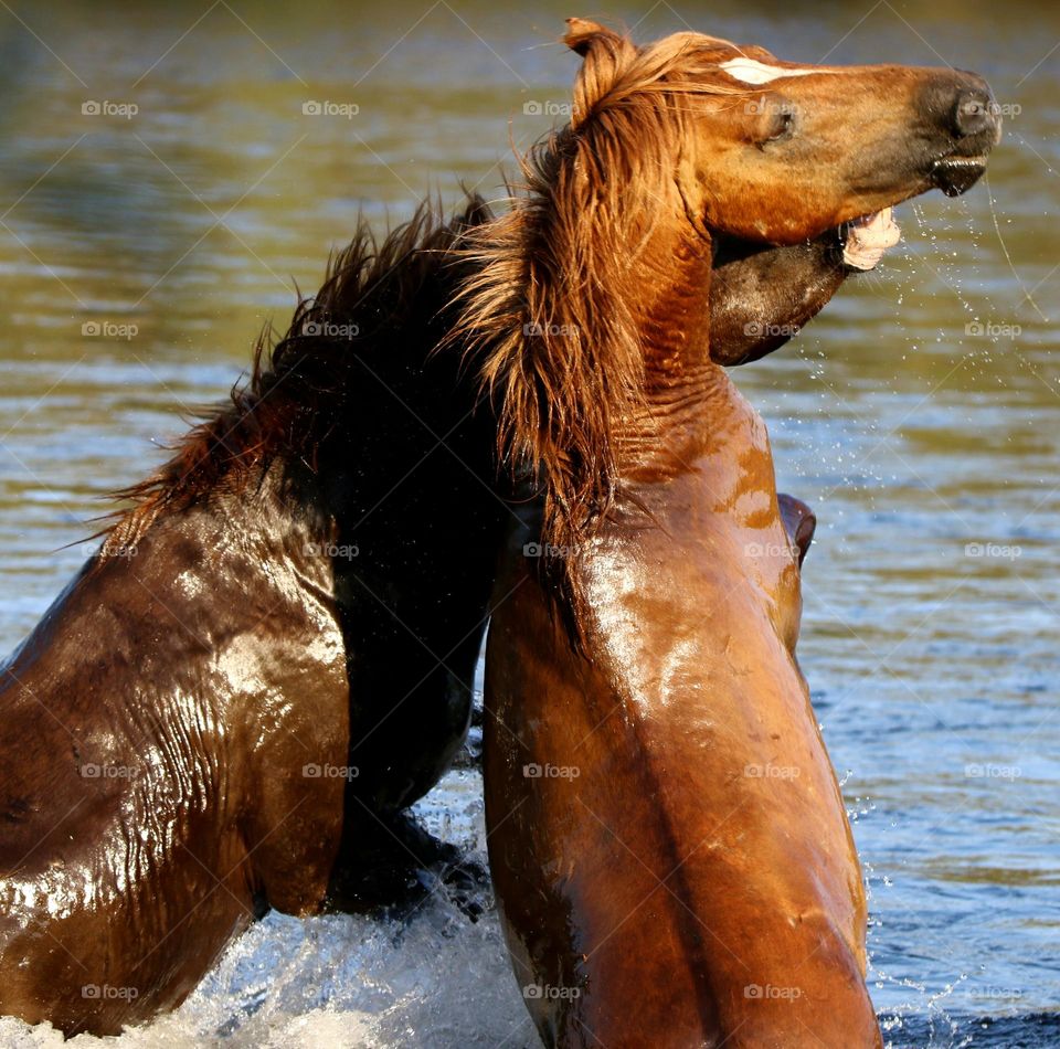 Wild Stallions Sparring in River