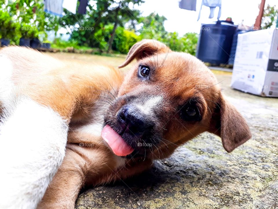 Young puppy in a playful mood