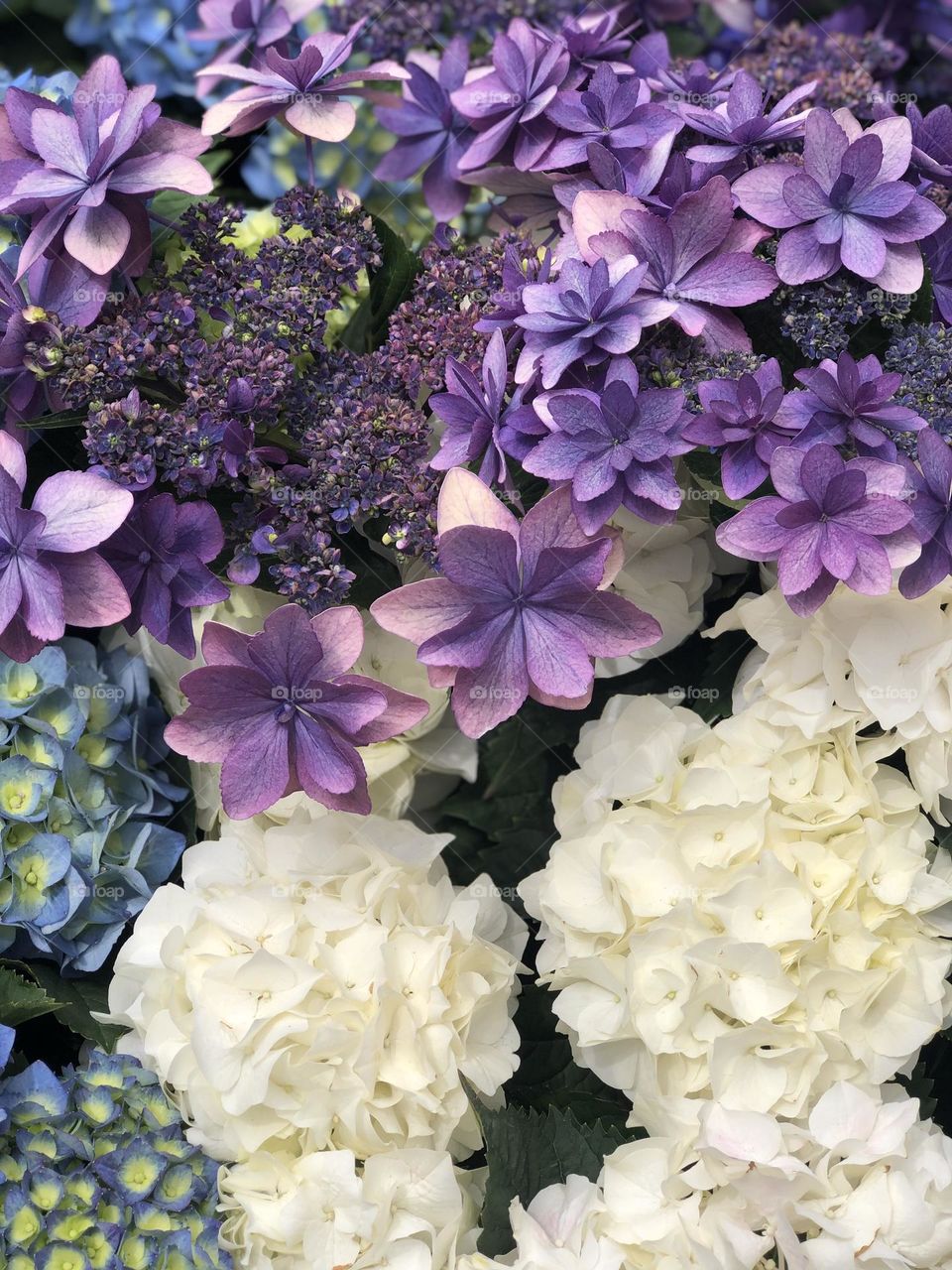 Hello Pretty lady hydrangeas 