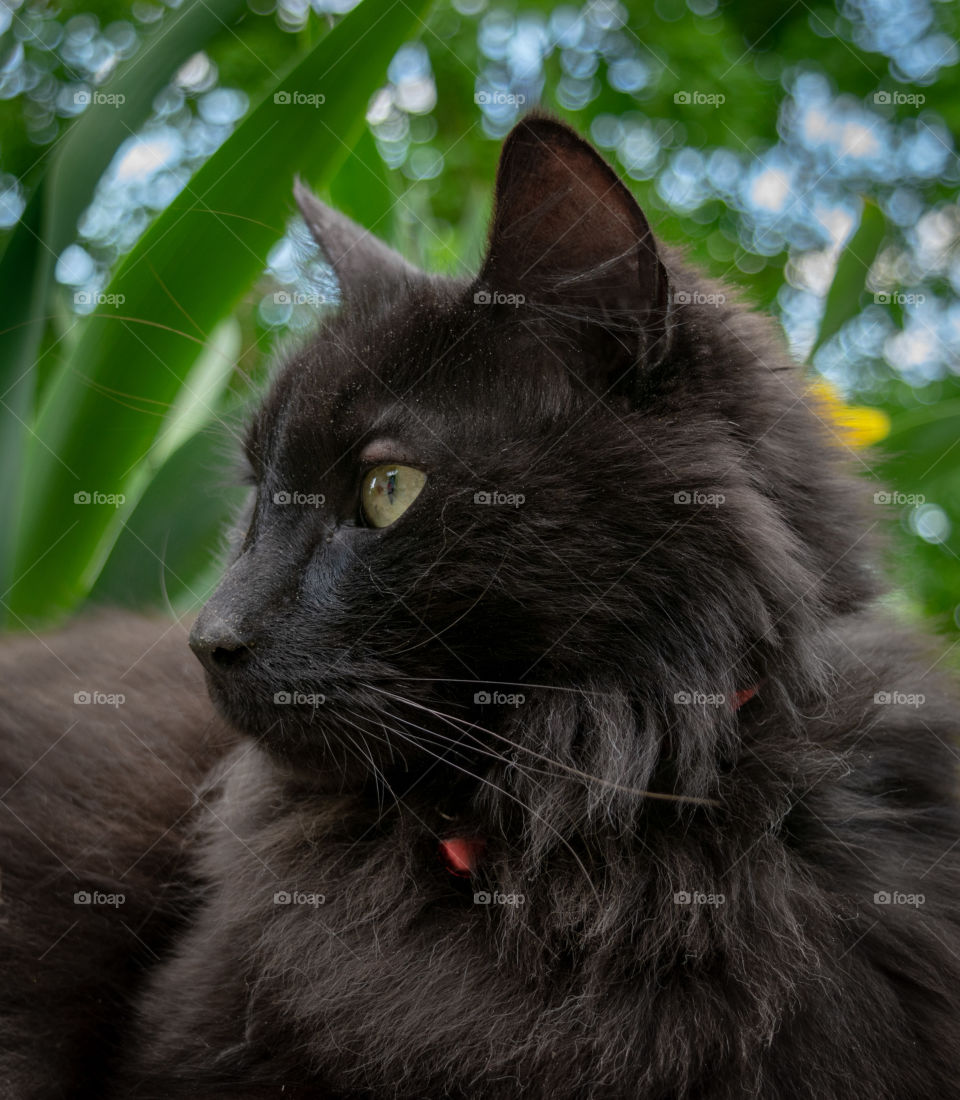 Our wonderful cat, Snowball. Yep, a black cat named Snowball. I'm allergic to him.