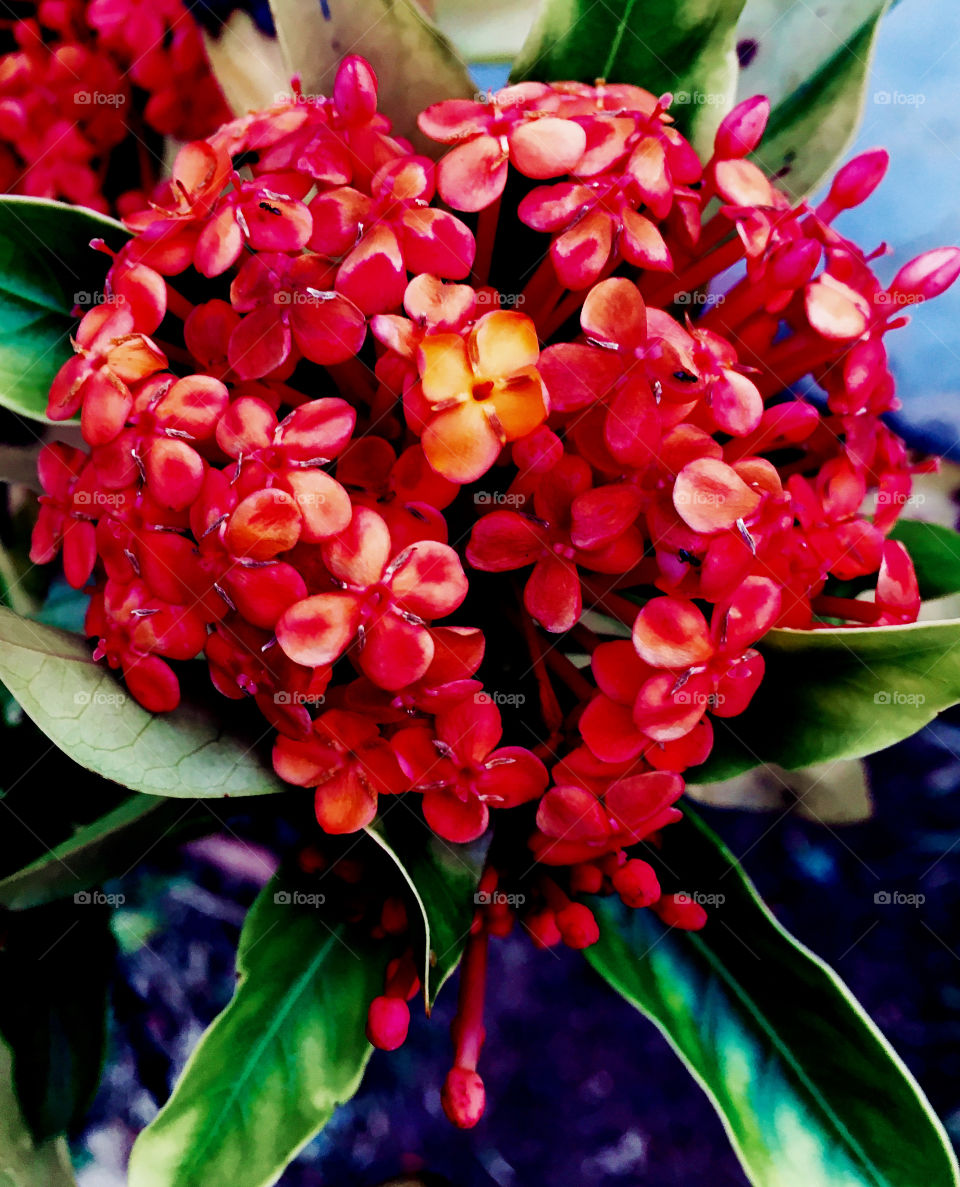 One of my favorite photographs: this red flower that opens spring and inspires us in our day-to-day life! / Uma das minhas fotografias preferidas: esta flor vermelha que abre a primavera e nos inspira no dia-a-dia!