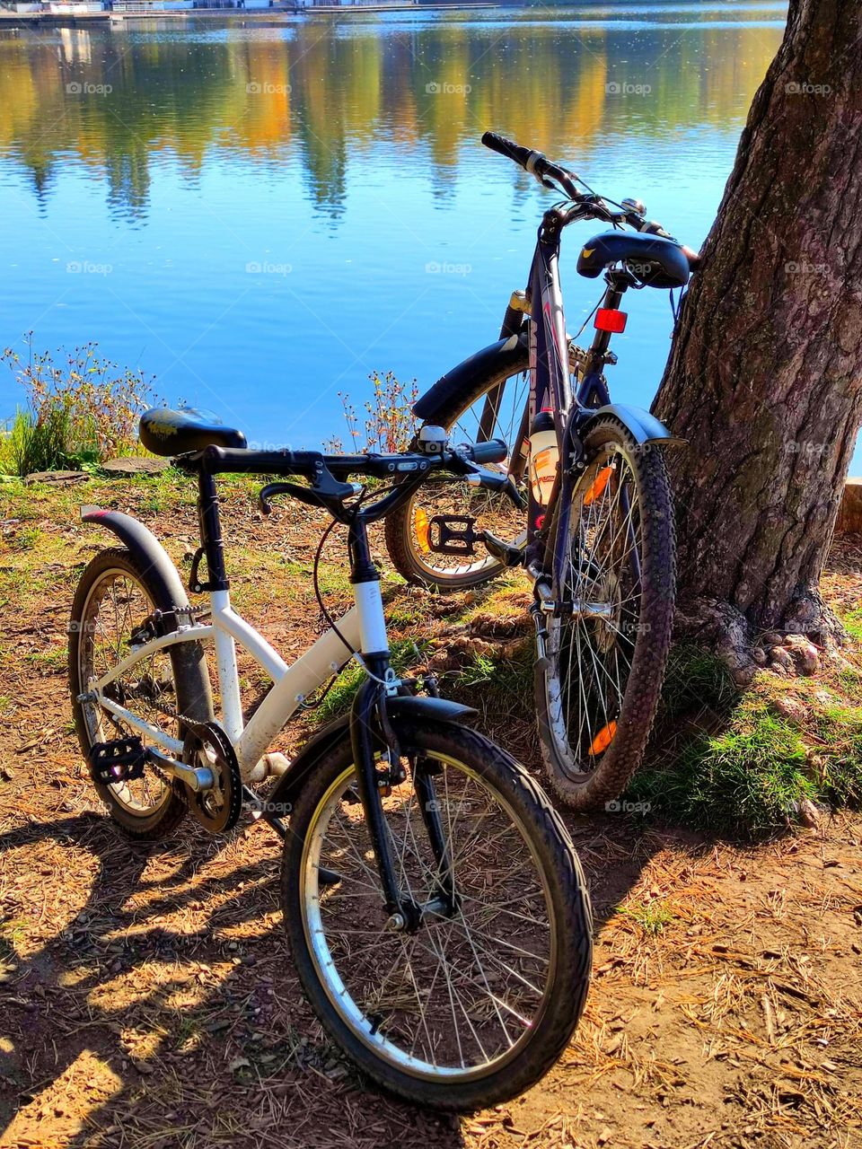 Two bicycles were leaned against the trunk of a tree.  View of the pond reflecting the trees and the blue sky