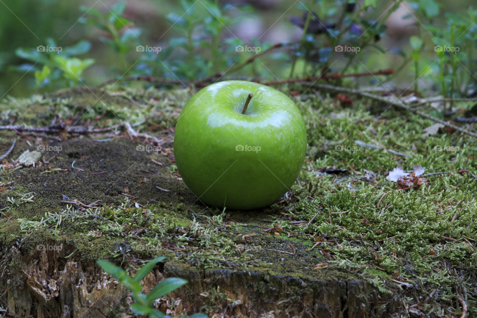 Green apple on a stump in the forest 