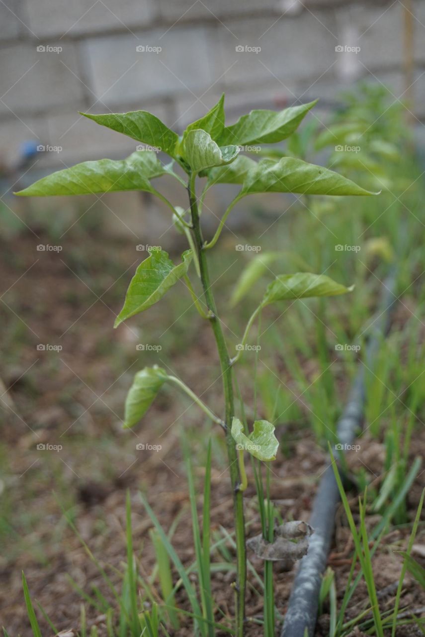 Plant#nature#earth