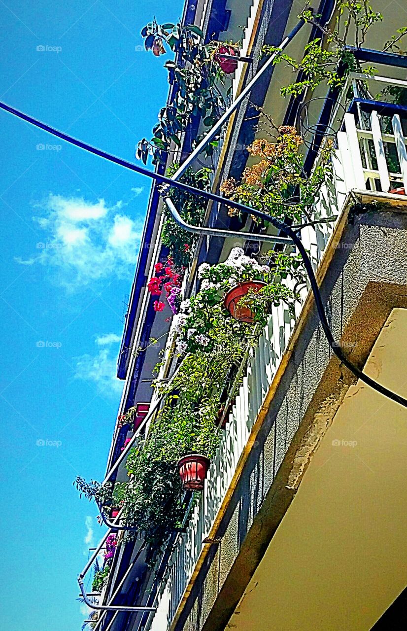 flowers out of the balcony