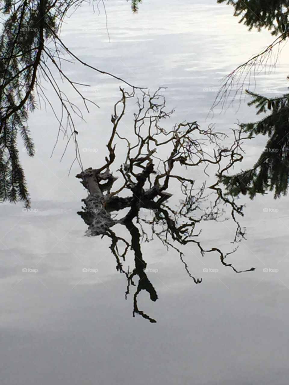 Branches reflected in water 