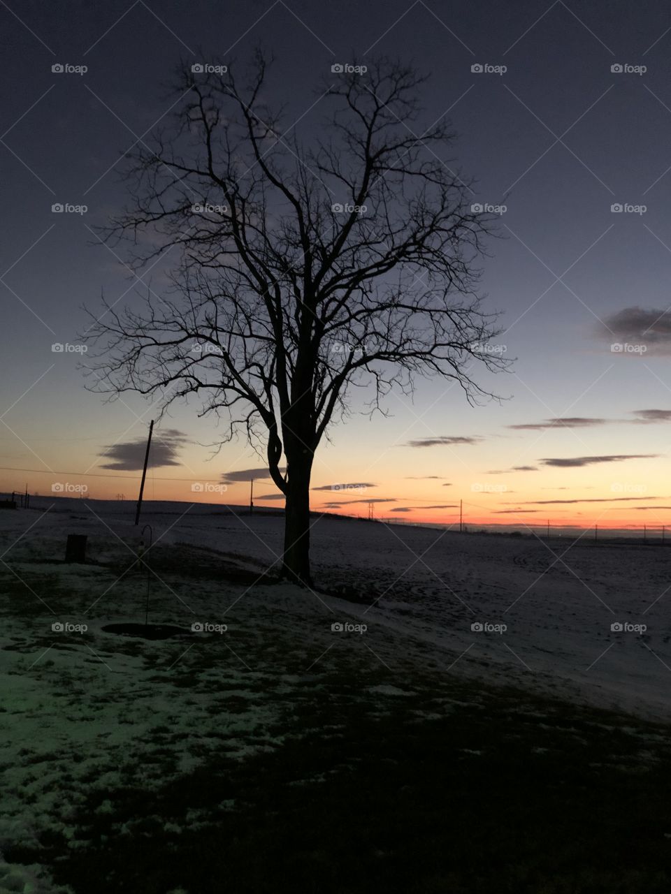 Sunset on the farm  old tree 