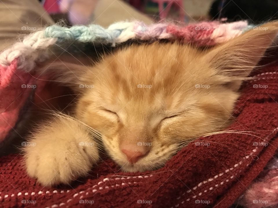New sleeping kitten 