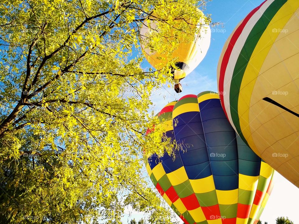 three colorful ballons flying and a tall tree with yellow leaves