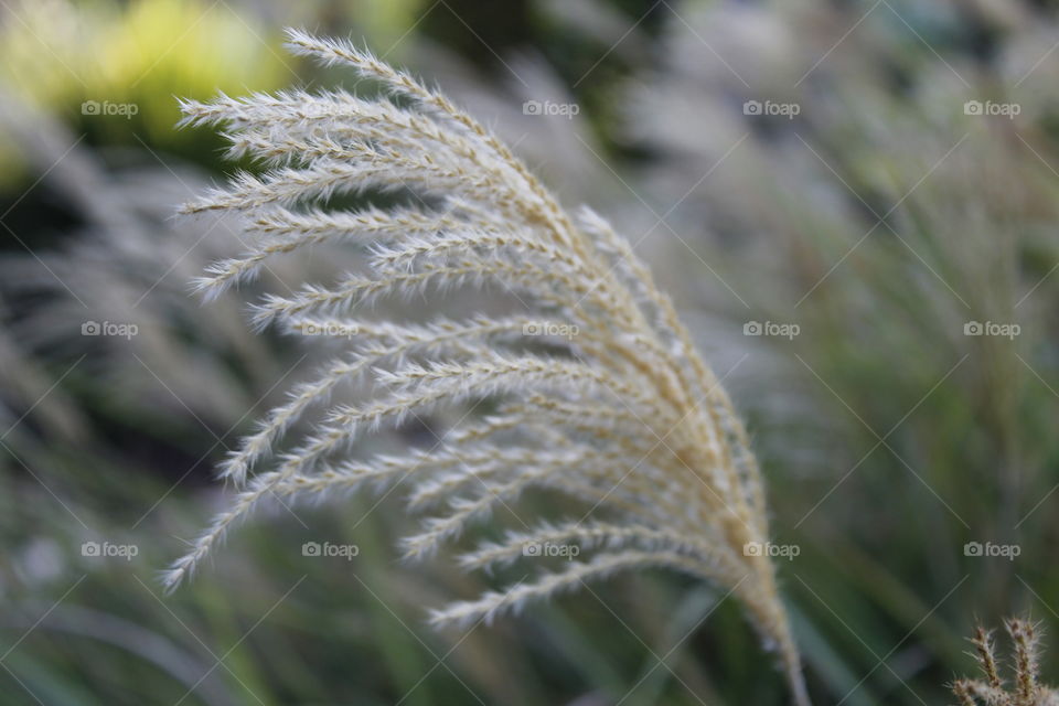 Nature, Grass, Winter, Frost, Flora