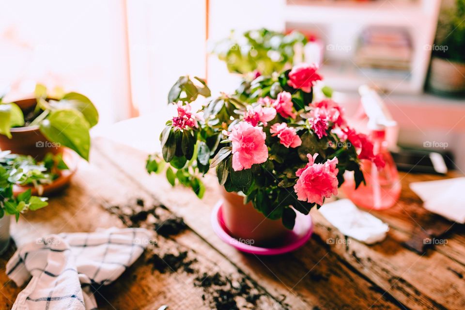 Flowers in a vase