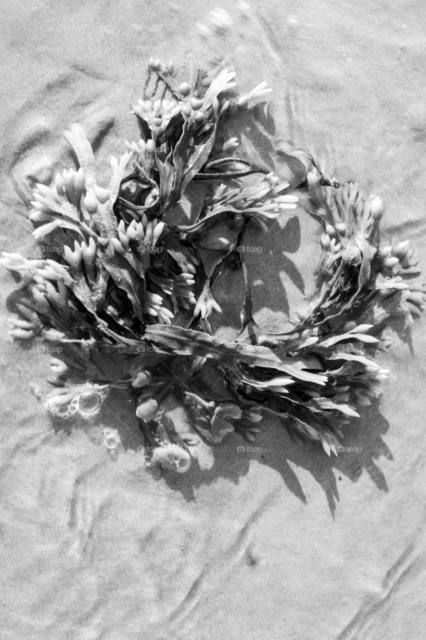 Seaweed on sand 