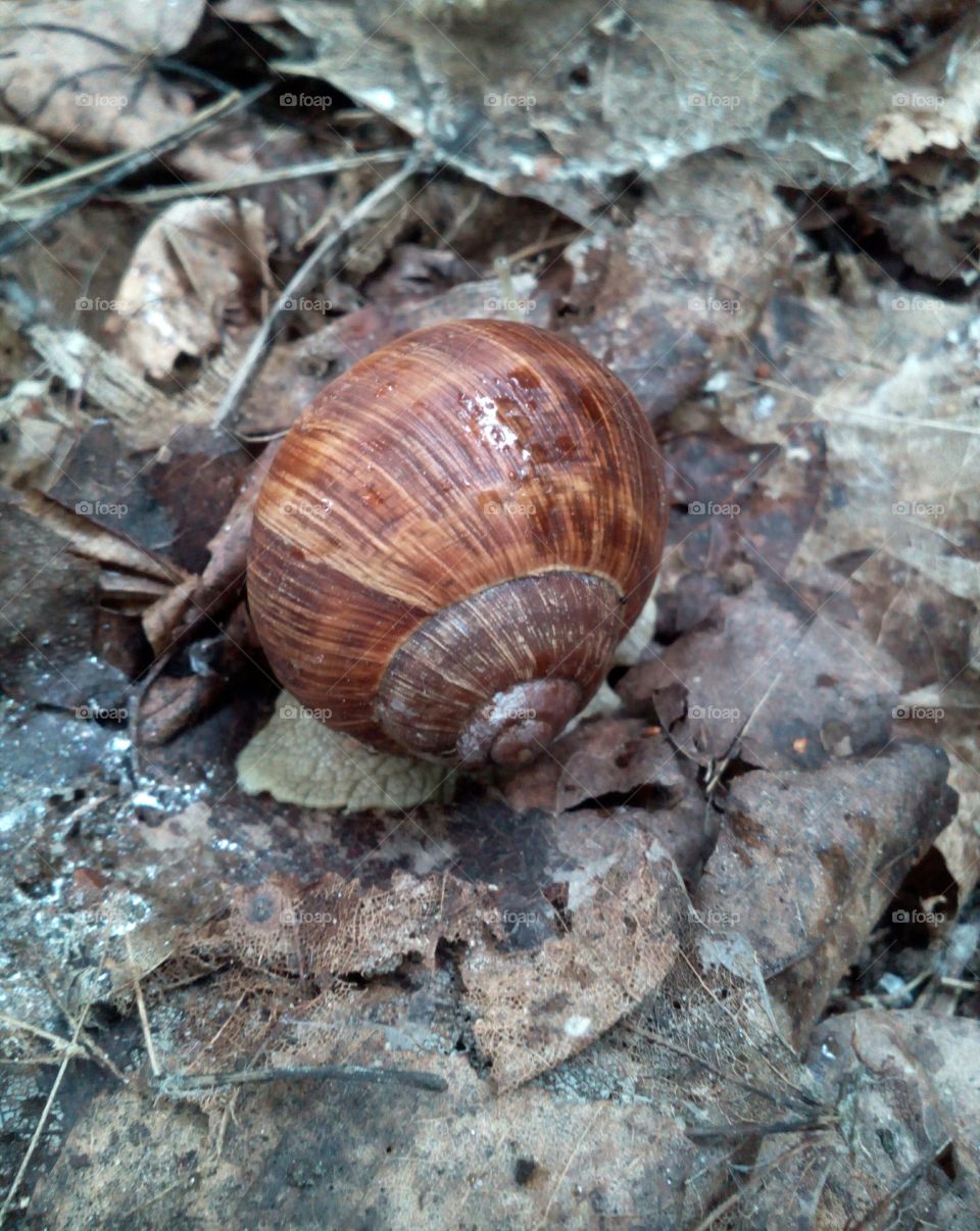 Snail, Slow, Shellfish, Gastropod, Shell