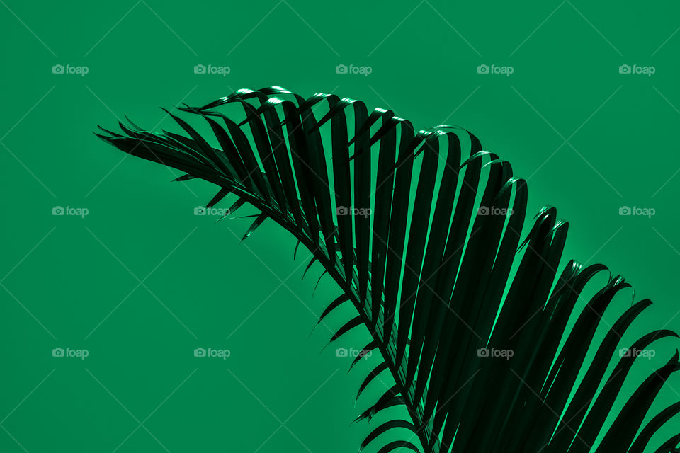 A leaf of catpalm looking awesome