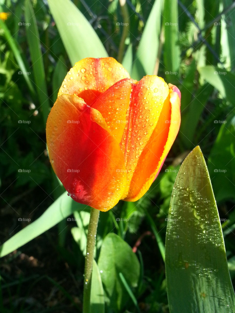 Orange Tulip. morning in the garden.