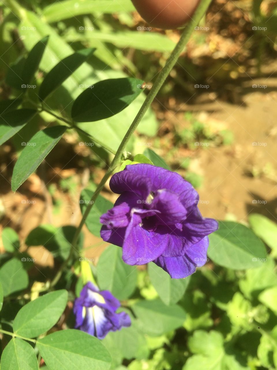 purple flower